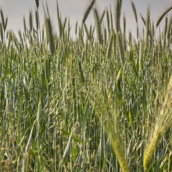 sss-product-california-barley-prostrate