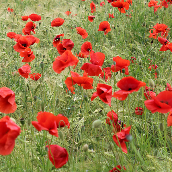 sss-product-california-poppy