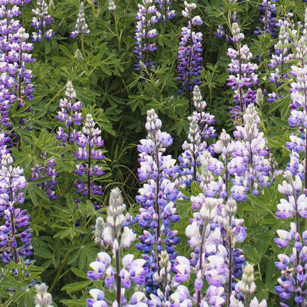 sss-product-lupine-bicolor