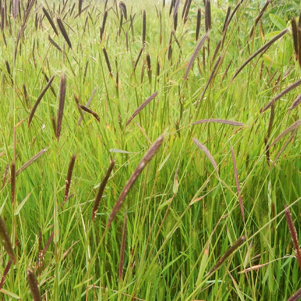 sss-product-meadow-barley