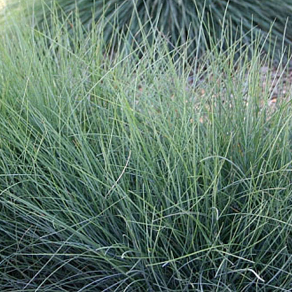 sss-product-molate-red-fescue