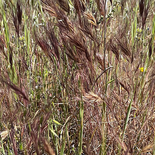 sss-product-purple-needlegrass