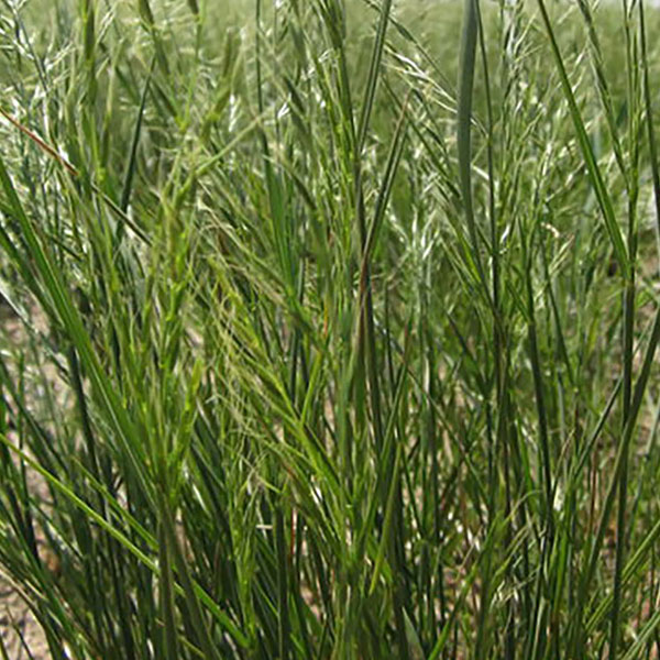 sss-product-small-fescue